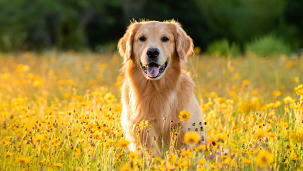 Labrador in field of yellow flowers
