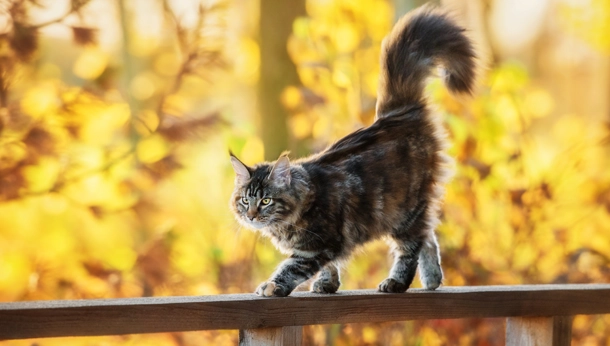 cat sitting on bridge in autumn forest
