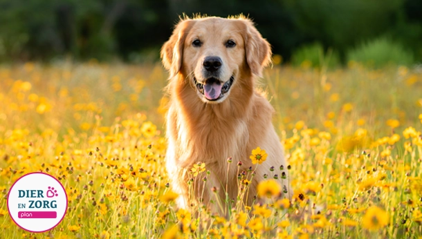Labrador in field of yellow flowers