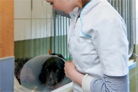 Een dierenarts controleert een gehospitaliseerde hond