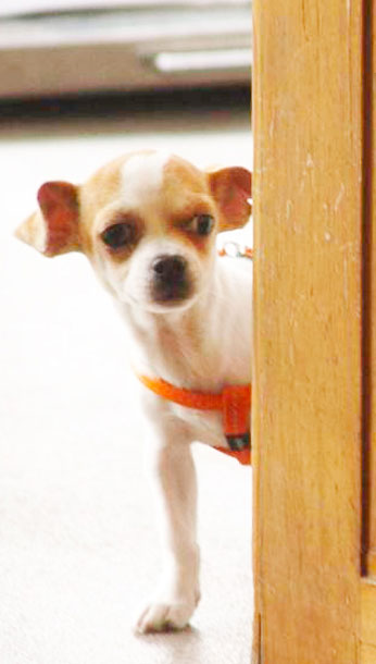 Een kleine hond kijkt rond een deur
