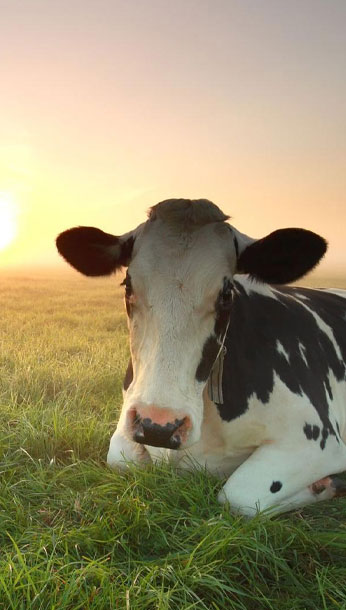 Koe liggend in een veld met de zonsopgang op de achtergrond