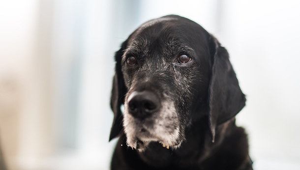 Nieuw artrosemiddel hond