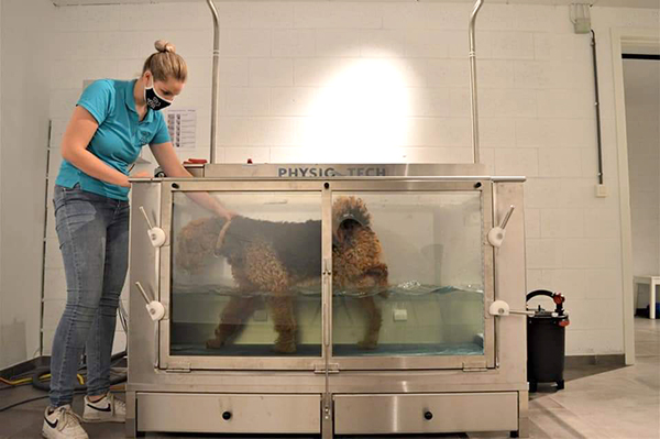 hydrotherapie hond