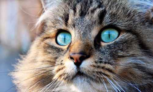 Een kat met grote ogen die in de verte kijkt