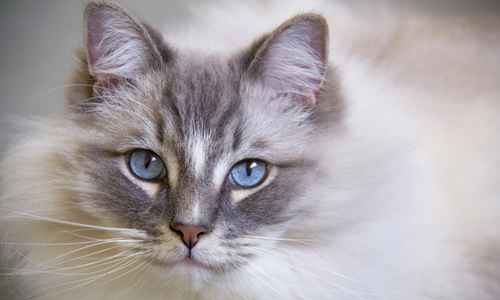 Een kat met blauwe ogen