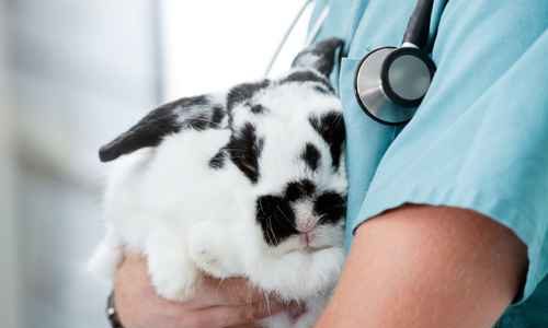 Een ziek konijn wordt getroost in de armen van een dierenarts