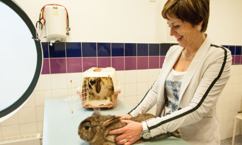 Een vrouw houdt haar konijn vast tijdens een consult bij de dierenarts