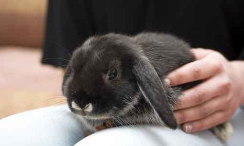 Een zwart en grijs konijn op de schoot van een persoon