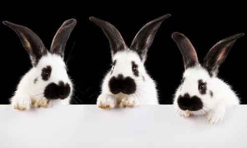 Drie witte konijnen met zwarte oren