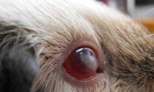 Het oog van een hond, aangetast door bindvliesontsteking