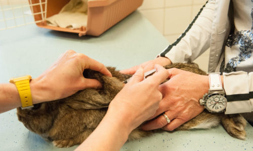 Een konijn krijgt een vaccin
