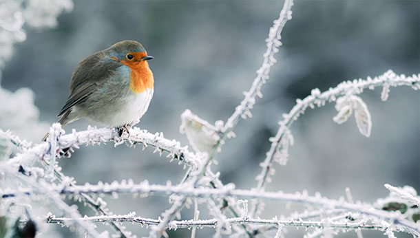 Wintertips voor vogels