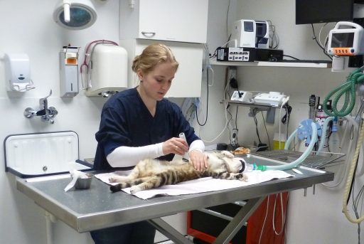 voorbereiding sterilisatie kat