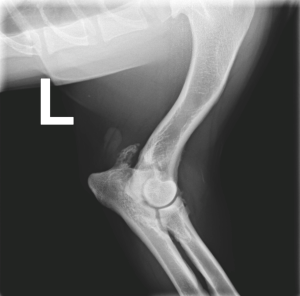 Een röntgenfoto van een hondenpoot