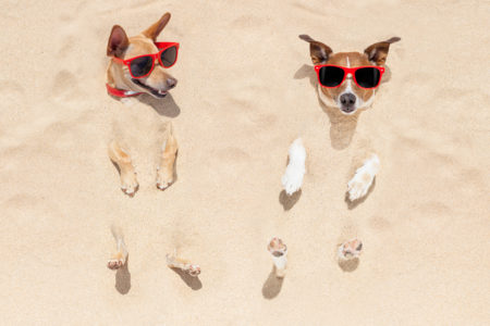 Twee honden met zonnebril op, een deel begraven in het zand