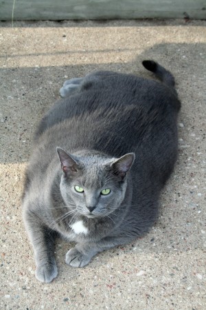 Een kat met overgewicht