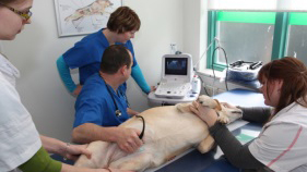 dierenartsen onderzoeken hond voor castratie
