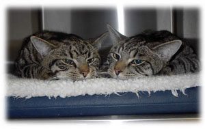 Twee tabby katten liggen in een bed
