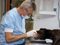Een dierenarts onderzoekt het gebit van een hond