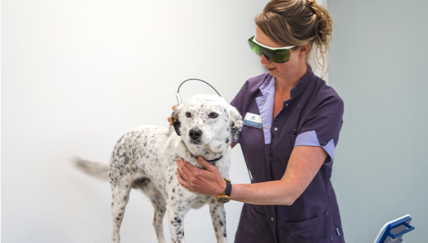 hond lasertherapie