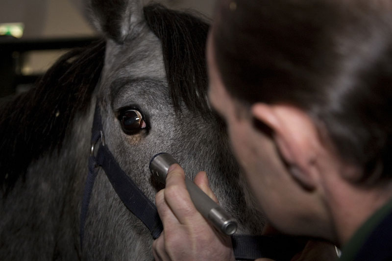 Een dierenarts die een paardenoog controleert