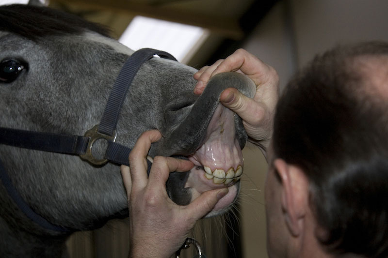 Een dierenarts onderzoekt een paardengebit