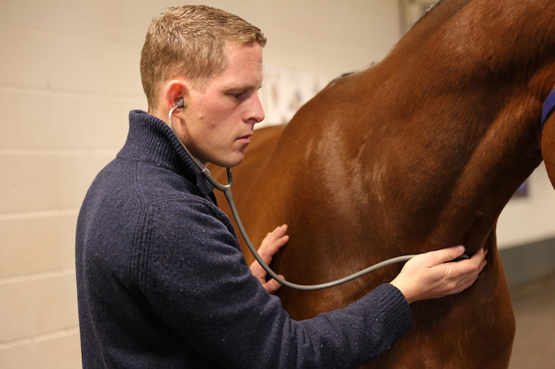 Een dierenarts luistert naar een paardenhart met een stethoscoop