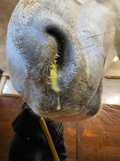 paard snot droes