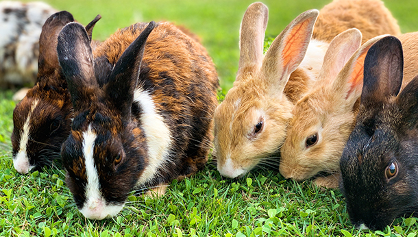 Nieuw vaccin voor konijnen!