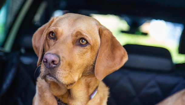 hond in auto zomer