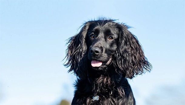 zwarte hond buiten blauwe lucht