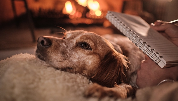 Vuurwerkangst hond en kat