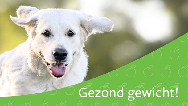 Gezond gewicht huisdieren