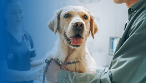 Gezondheidsscreening voor huisdieren