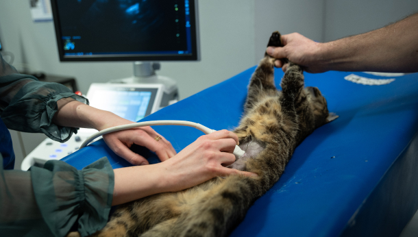 Salle technique pour la radiographie et l’échographie