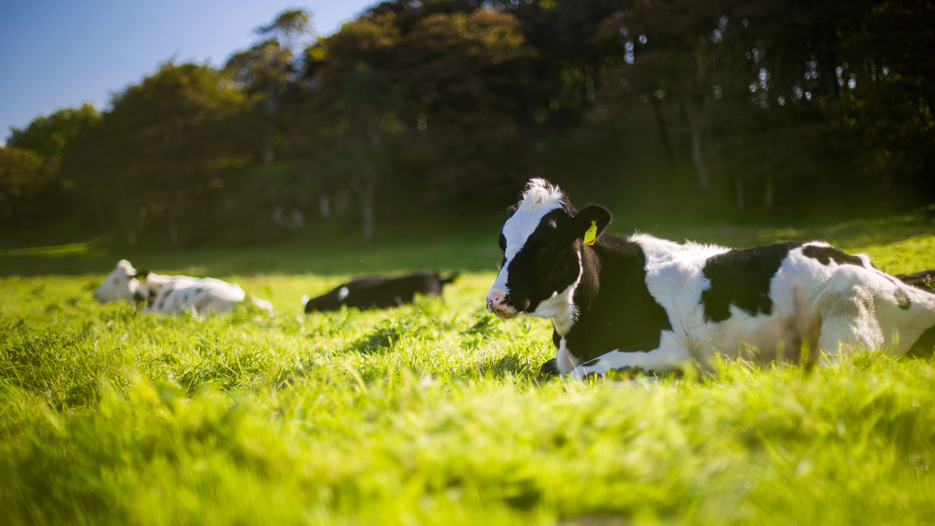 vruchtbaarheid-melkvee-uw-dierenarts-in-zwammerdam