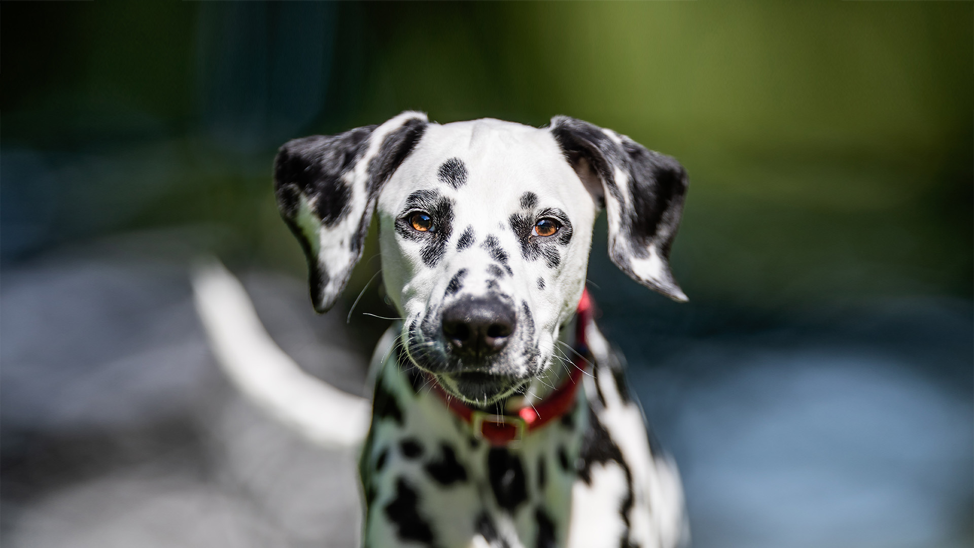 Tumor verwijderen Dierenartsenpraktijk Heesterakker