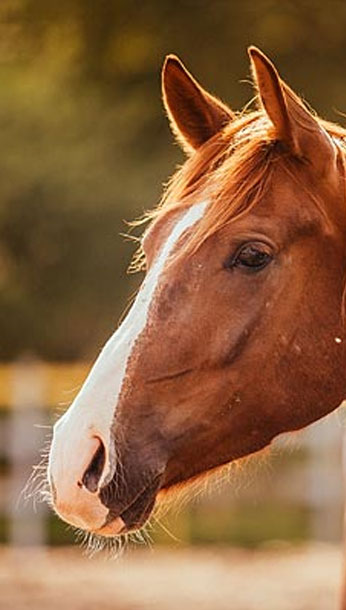 Een bruin paard