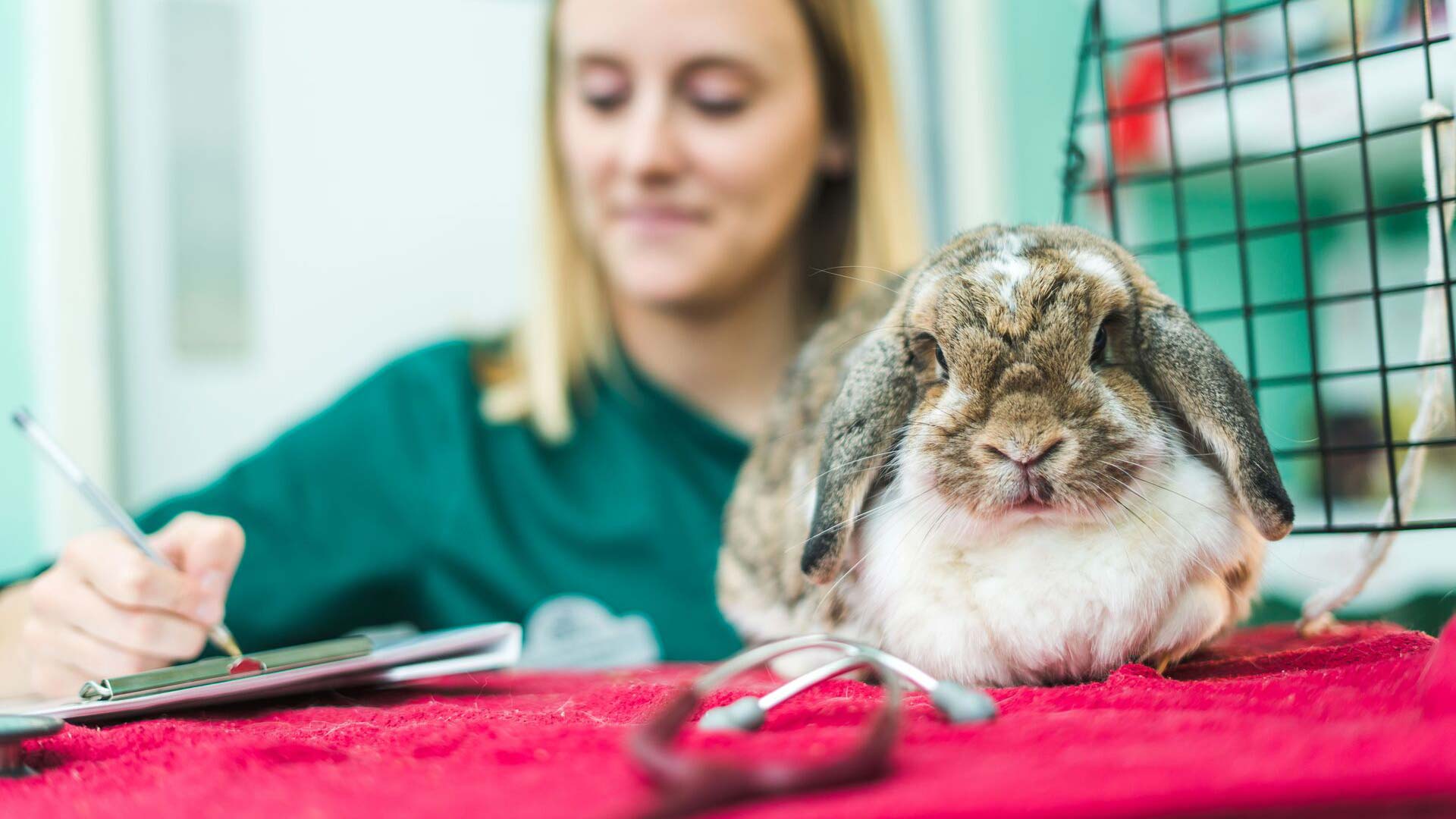 Gebitsverzorging konijn | Dierenarts Soest | Dierenkliniek Koningsweg