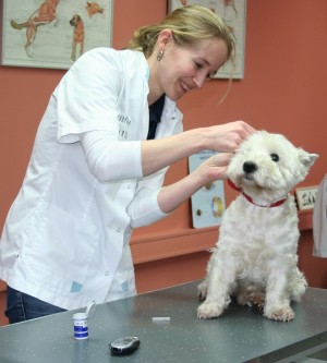 Dierenart met hond