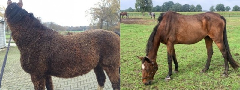 PPID paarden
