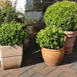 Buxus
