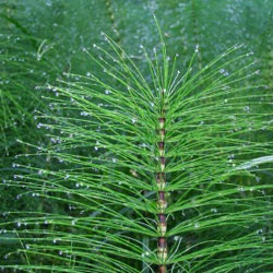 Heermoes (paardenstaart)