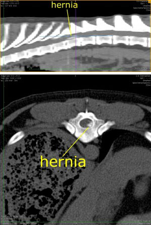 Hernia met tekst