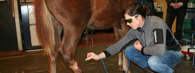 laser paarden