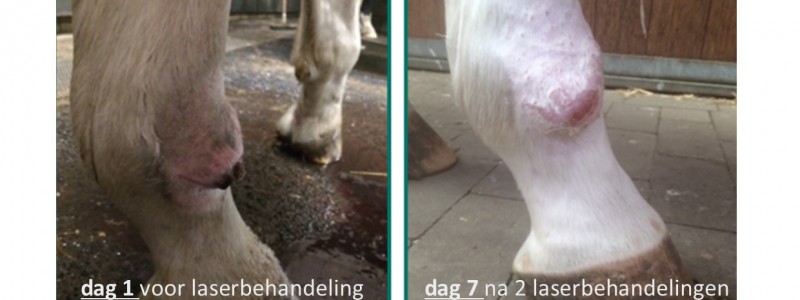 Lasertherapie paarden