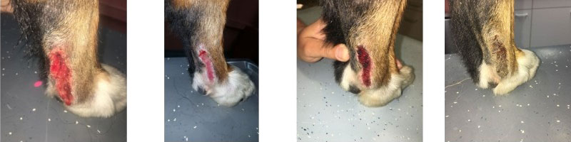 Laser hond