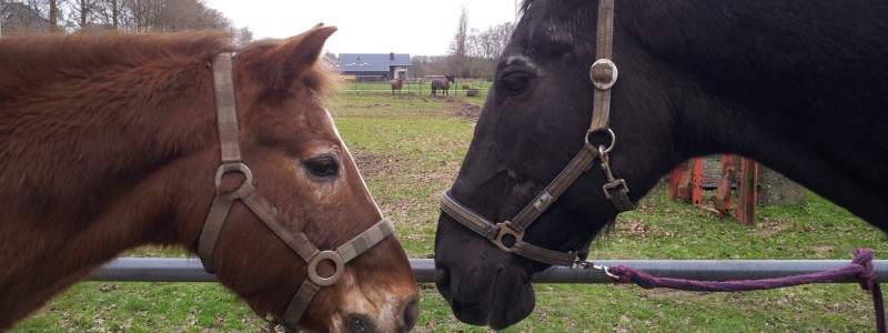 Oudere paarden