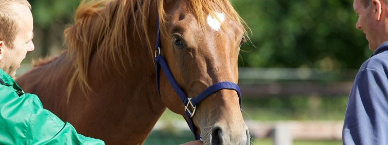 Paard en dierenartsen